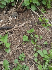 Campanula trachelium