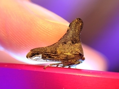 Glossonotus acuminatus