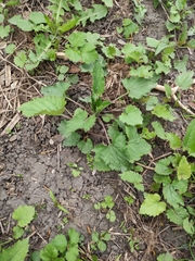 Campanula trachelium