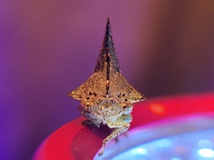 Glossonotus acuminatus