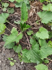 Campanula trachelium