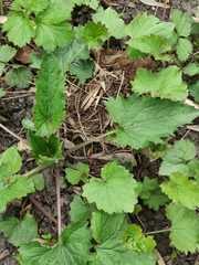 Campanula trachelium