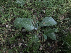 Salvia aethiopis