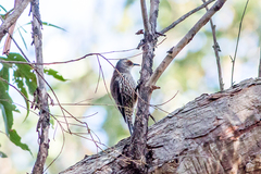 Climacteris erythrops