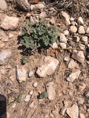 Acleisanthes diffusa