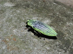 Chrysodema eximia berliozi
