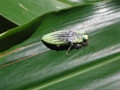 Chrysodema eximia berliozi