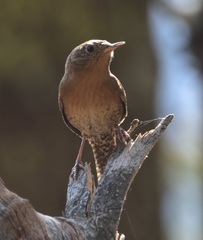 Troglodytes aedon brunneicollis