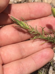Oenothera hartwegii