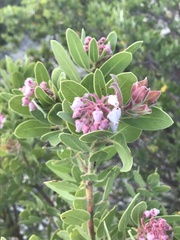 Arctostaphylos pringlei