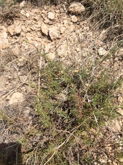 Oenothera hartwegii