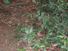 Bolbitis heteroclita