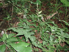 Bolbitis heteroclita