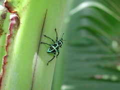 Pachyrhynchus sonani