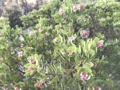 Arctostaphylos pringlei