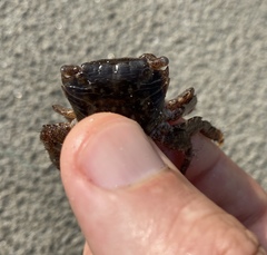 Metopograpsus quadridentatus