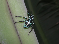 Pachyrhynchus sonani