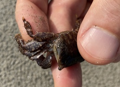 Metopograpsus quadridentatus