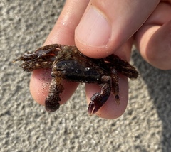 Metopograpsus quadridentatus