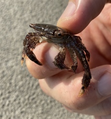 Metopograpsus quadridentatus