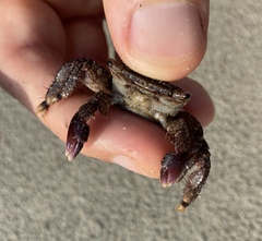 Metopograpsus quadridentatus
