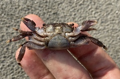 Metopograpsus quadridentatus