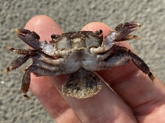 Metopograpsus quadridentatus