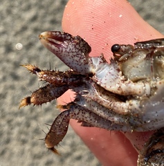 Metopograpsus quadridentatus