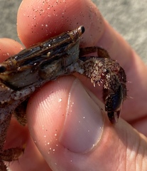 Metopograpsus quadridentatus