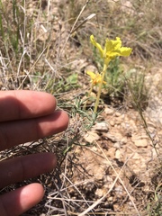 Oenothera lavandulifolia