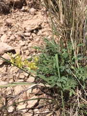 Hoffmannseggia drepanocarpa