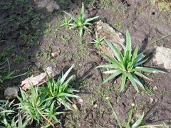 Eriocaulon truncatum