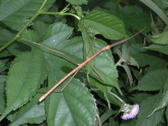 Phasmotaenia lanyuhensis