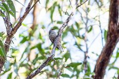 Climacteris erythrops