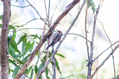 Climacteris erythrops