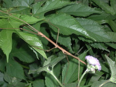 Phasmotaenia lanyuhensis