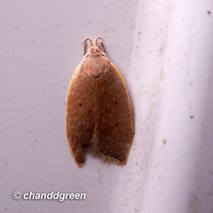 Scythropiodes