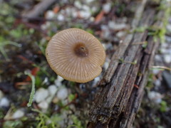 Entoloma readiae