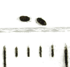 Acrotrichis inconspicua