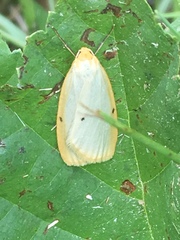 Cybosia mesomella