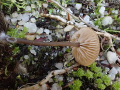Entoloma readiae