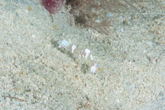 Ancylomenes magnificus