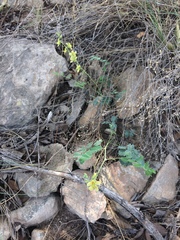 Hoffmannseggia drepanocarpa