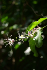 Capparis micracantha