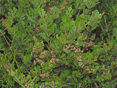 Searsia cuneifolia