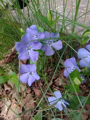 Vinca minor