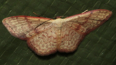 Idaea halmaea