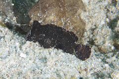 Acanthosphex leurynnis