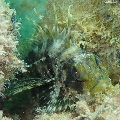 Dendrochirus barberi