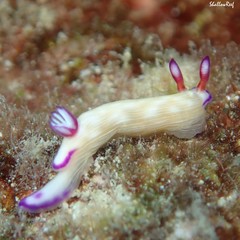 Hypselodoris violabranchia